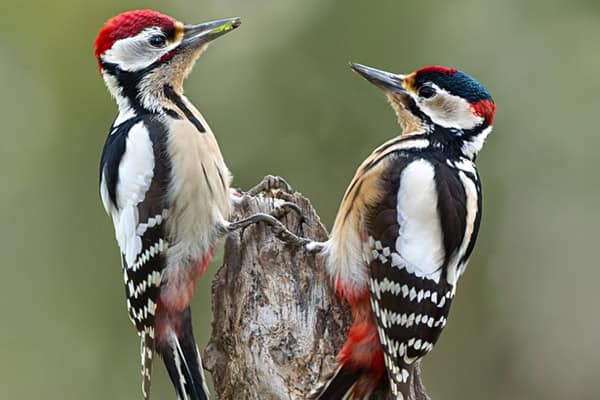 woodpeckers in Texas