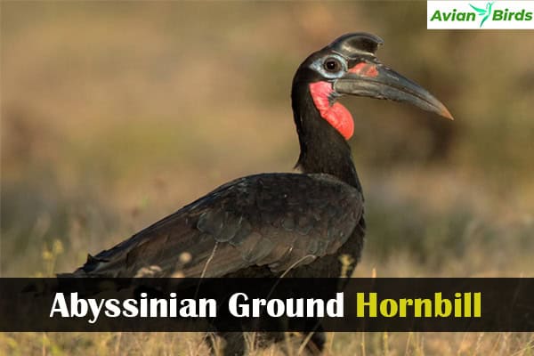 Abyssinian Ground Hornbill