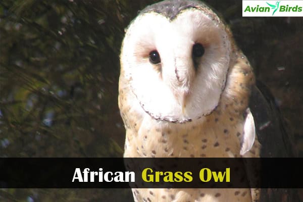 African Grass Owl