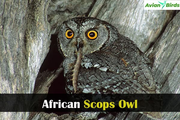 African Scops Owl