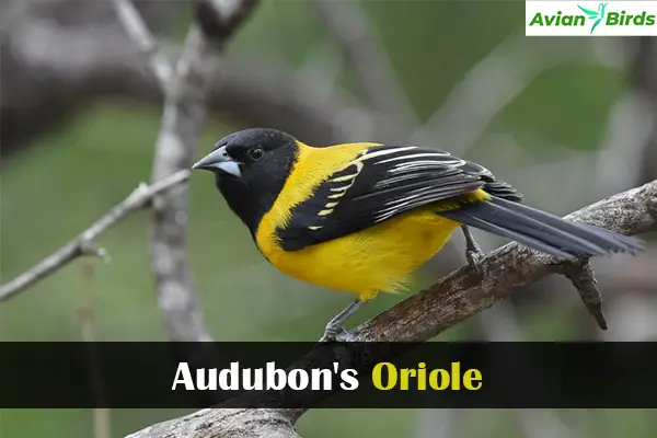 Audubon's Oriole