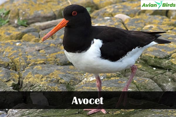 Avocet