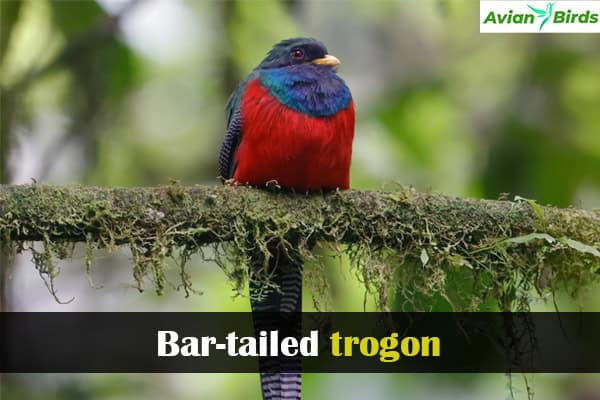 Bar-tailed trogon