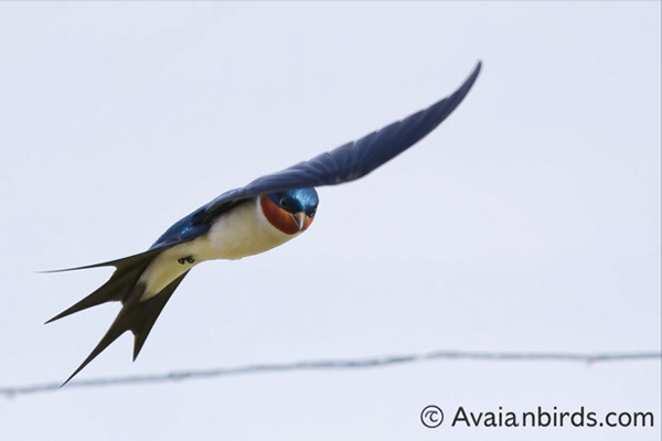 Barn Swallow