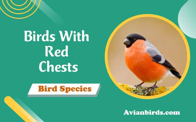 Birds With Red Chests