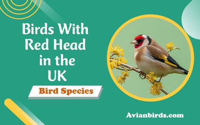 Birds With Red Head UK