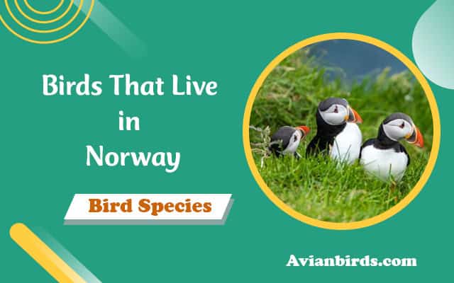 Birds in Norway