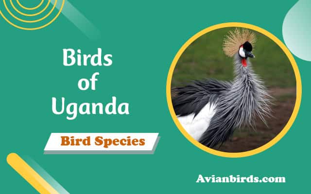 Birds of Uganda