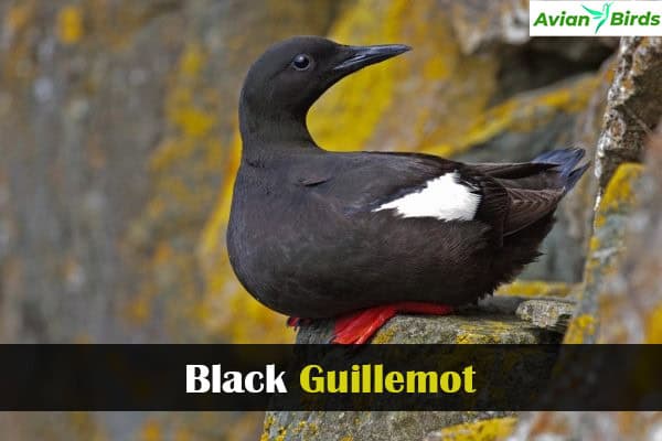 Black Guillemot