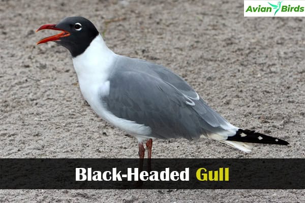 Black-Headed Gull