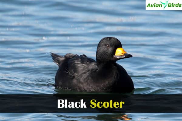 Black Scoter