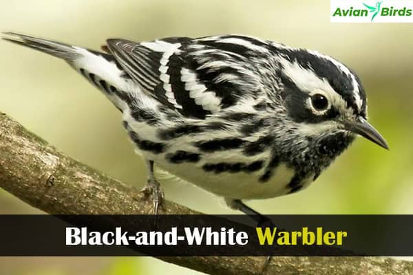 Black-and-White Warbler