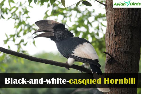 Black-and-white-casqued Hornbill