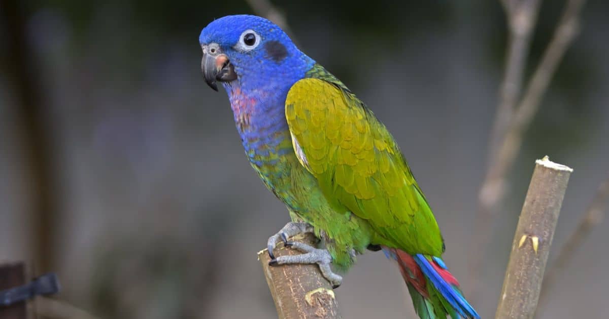 Blue-Headed Pionus