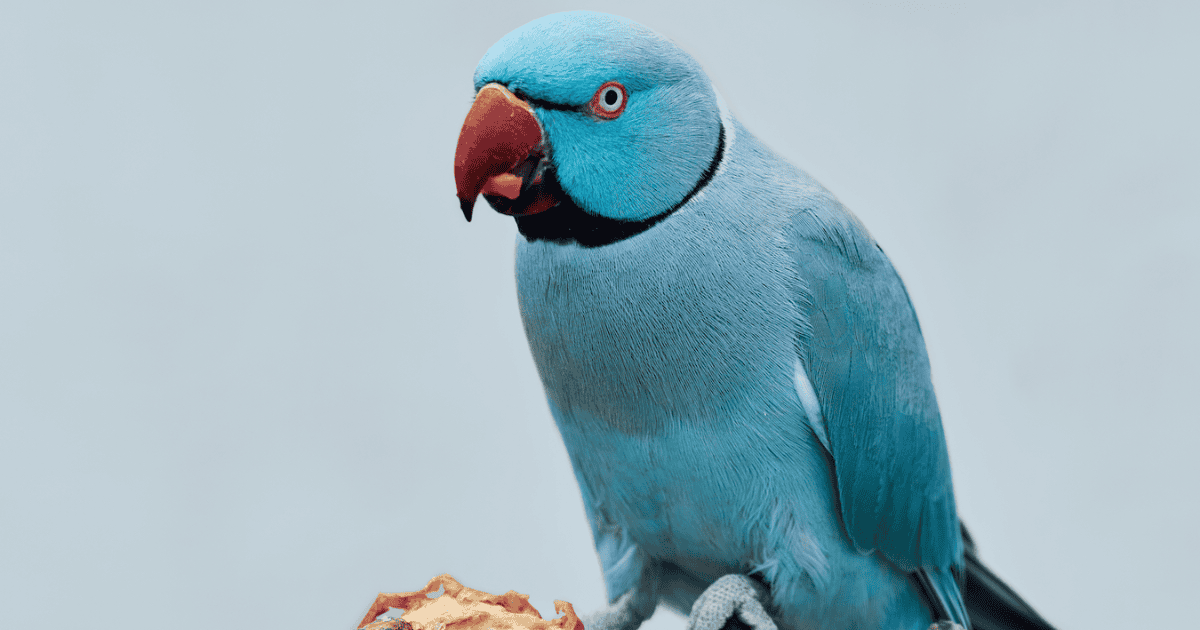 Blue Indian Ringneck Parakeet