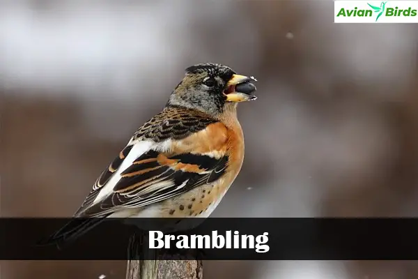 Brambling