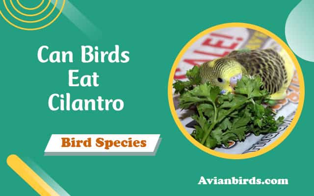 Can Birds Eat Cilantro