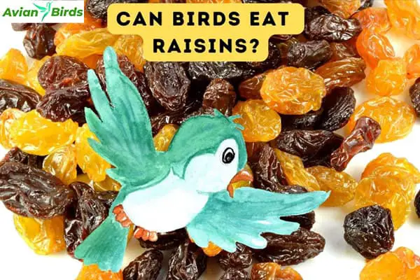 Can Birds Eat Raisins