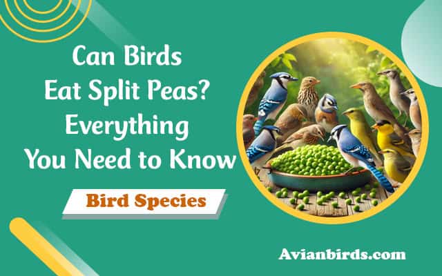 Can Birds Eat Split Peas