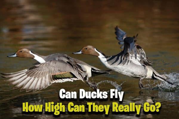 Can Ducks Fly