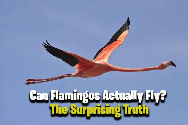 Can Flamingos Actually Fly