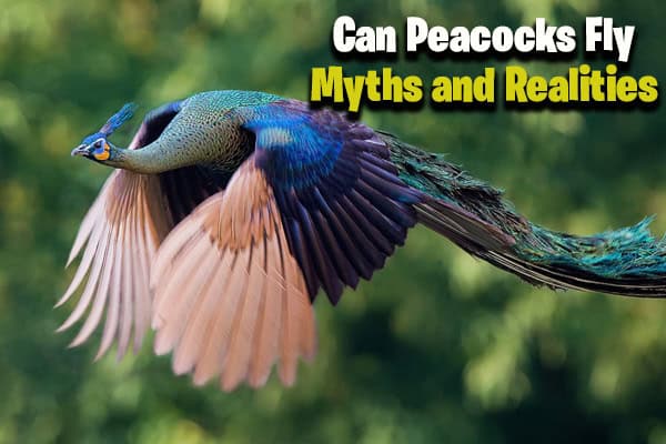 Can Peacocks Fly