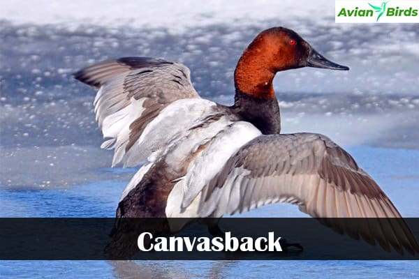 Canvasback