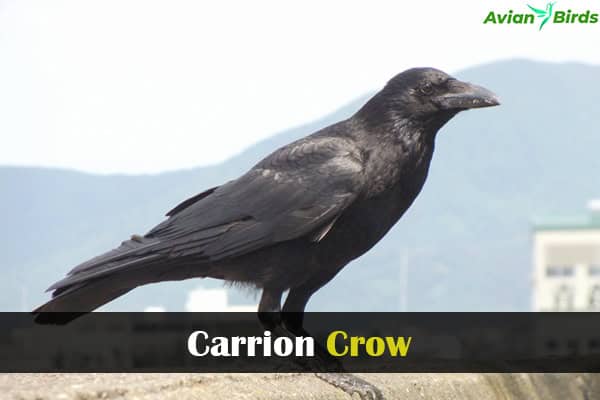 Carrion Crow