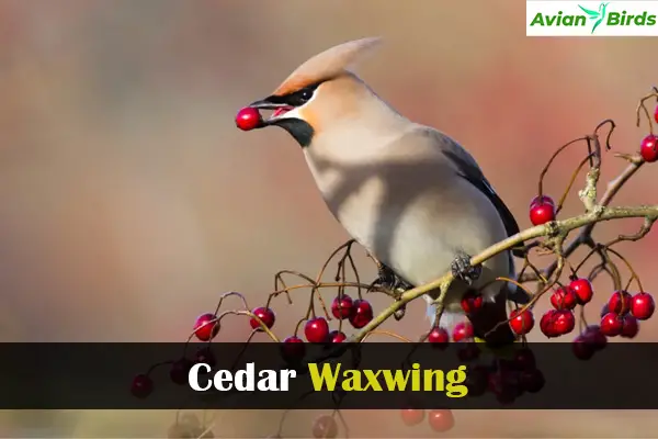 Cedar Waxwing