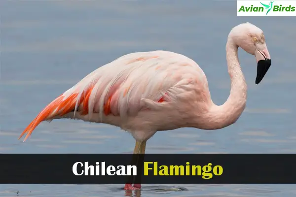 Chilean Flamingo