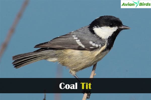 Coal Tit