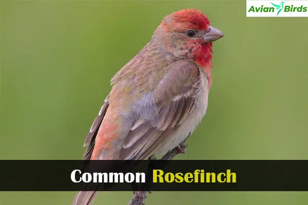 Common Rosefinch