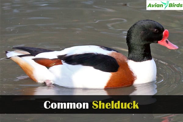 Common Shelduck