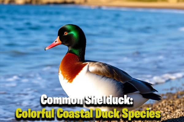 Common Shelduck