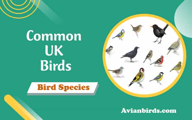 Common UK Birds