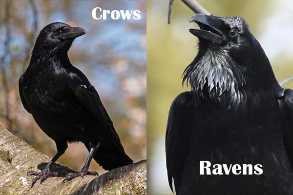 Crows and Ravens