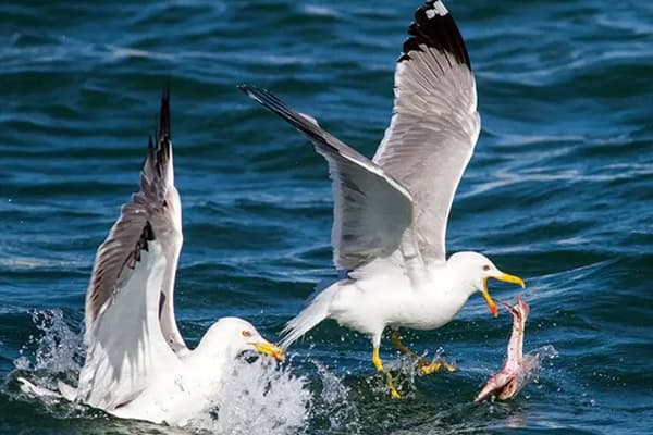 Diet and Feeding Behavior of Yellow-legged Gull