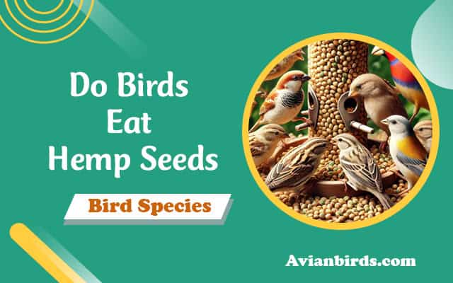 Do Birds Eat Hemp Seeds