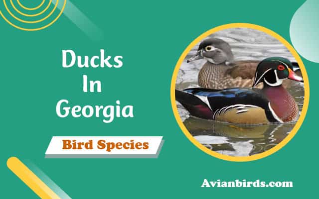 21 Types of Ducks Found in Georgia! (With Pictures)