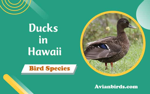 9 Types of Ducks in Hawaii (ID Guide With Pictures)