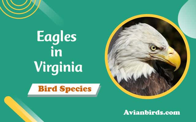 Eagles in Virginia