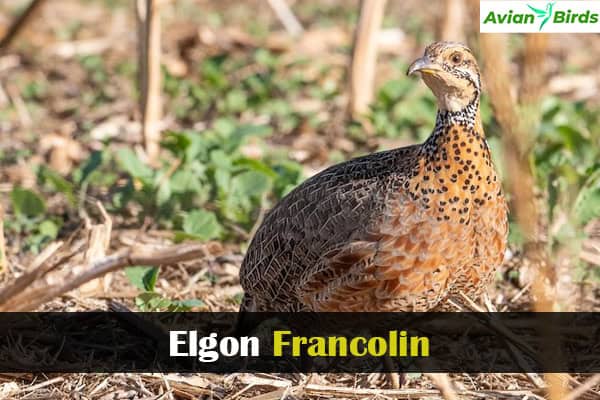 Elgon Francolin