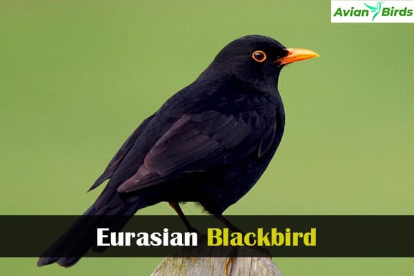 Eurasian Blackbird