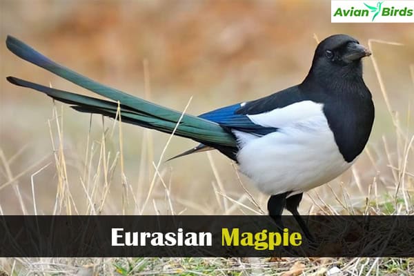 Eurasian Magpie