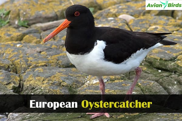 European Oystercatcher