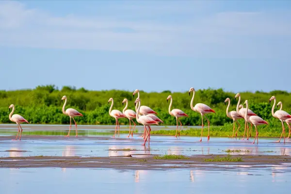 Feeding Habits of Flamingos