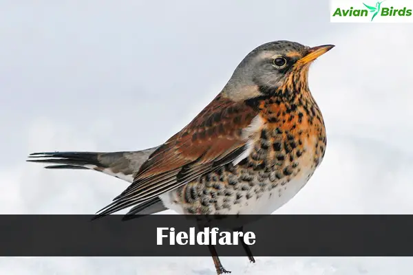 Fieldfare