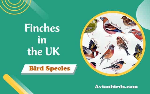 Finches in the UK