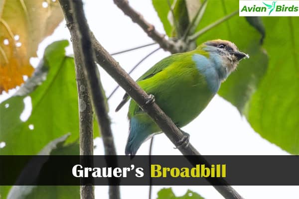 Grauer’s Broadbill