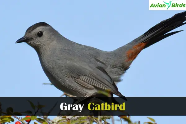 Gray Catbird